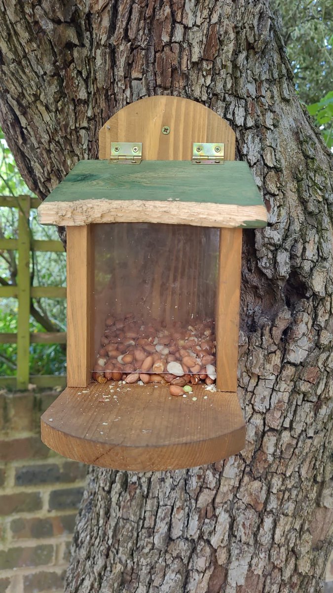 Bought a squirrel feed box to stop jackdaws stealing the nuts. 
2 days in &amp; squirrels gave up opening lid with paws, deciding to knaw through lid instead! 
Then they managed to lift Perspex to get the rest!! Ingenious little buggers 😂 <a href="/JaneFallon/">Jane Fallon</a> #squirrel <a href="/autumnwatch/">Autumnwatch</a> #wildlife
