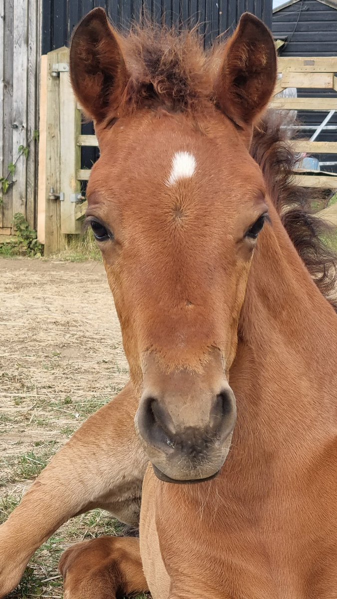 FarmLife_Potton's tweet photo. Gorgeous PRE foal... but what colour is he
 #colt #prespanishhorse https://t.co/QrUa4XYiZO