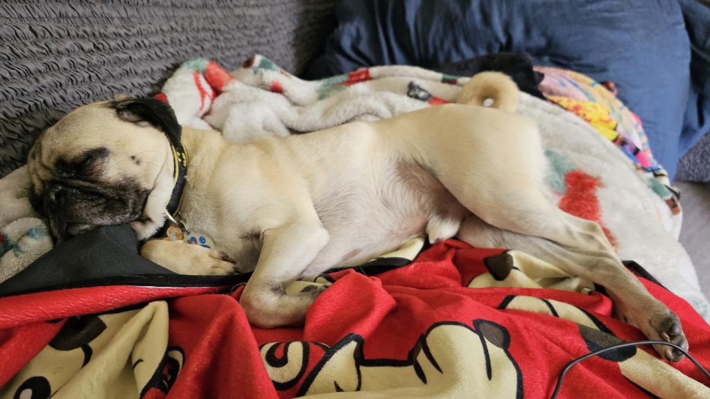TychoPug's tweet photo. One of those days 🐾❤️

#TychoPug #SophiaPuggle #centralohiopugclub #Puglife #pug #pugsoftwitter #dog  #dogsoftwitter https://t.co/9edTOHZmyS