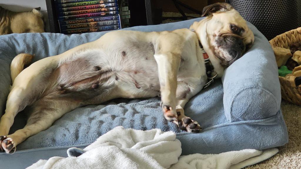 TychoPug's tweet photo. One of those days 🐾❤️

#TychoPug #SophiaPuggle #centralohiopugclub #Puglife #pug #pugsoftwitter #dog  #dogsoftwitter https://t.co/9edTOHZmyS