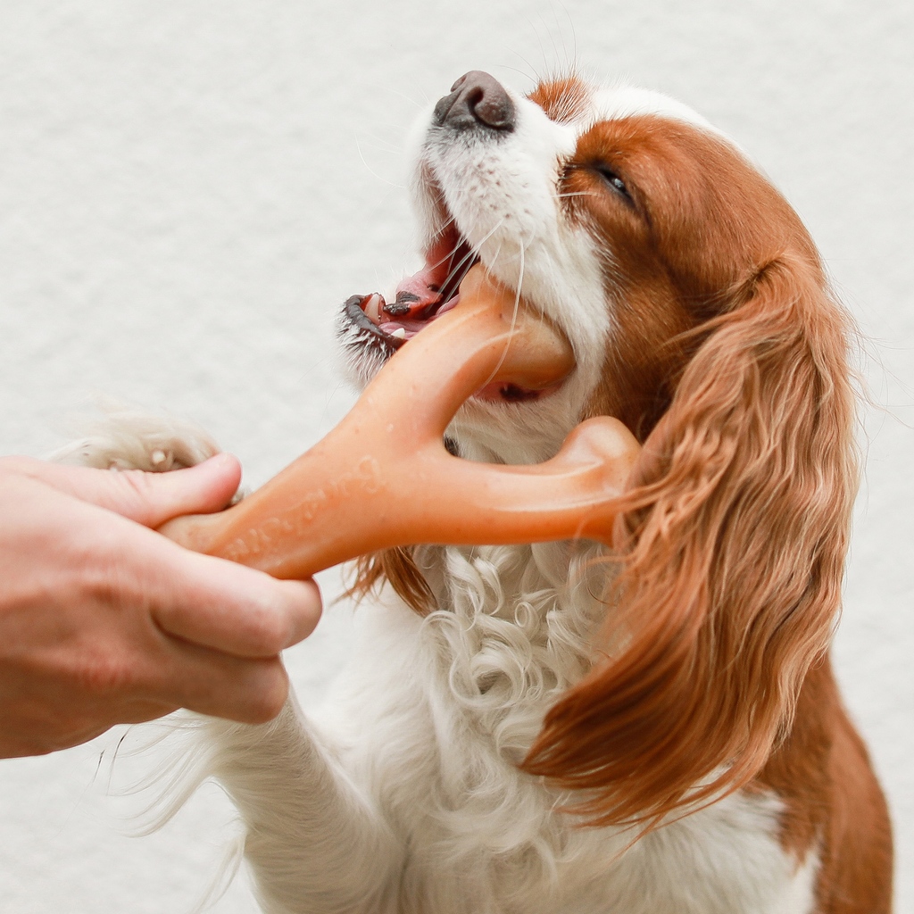 Give your pup a chew they'll love while promoting dental health! Benebone chews are crafted with durable nylon and real flavors, providing a delicious and long-lasting chewing experience that also helps keep their teeth clean and healthy. l8r.it/70y5 #dentalhealth