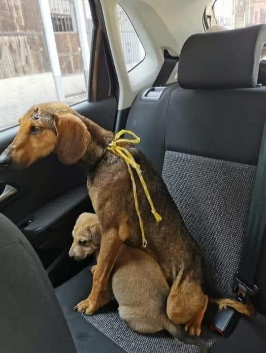 GRamirezF_D12's tweet photo. Si hoy la vida te presenta la oportunidad de ayudar a un perrito en desgracia, no lo pienses ¡¡hazlo!!!
Tal vez tú seas la única oportunidad que tiene de salvar su vida. 🙏 https://t.co/UUR5t4KlBo