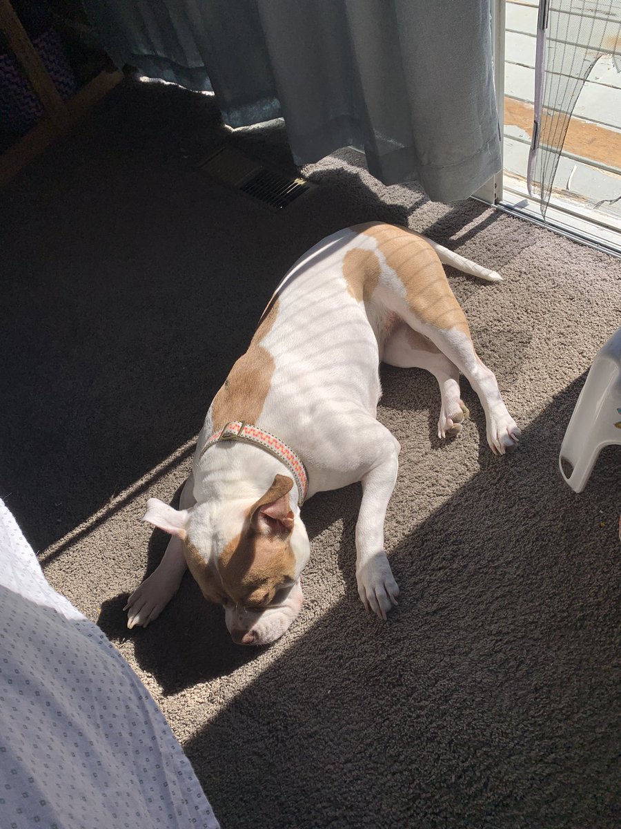 Sun puddlin’. 
What are YOU doing?
#Wilma ☀️❤️
#SunsOutBunsOut
#MuscleButt