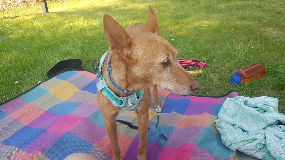 #AgileTDOpenAir conference cool down w/ my besti 🐕. What do you do to calm your mind from all the excitement??

#conferenceblues #selfcare #AgileTD #WakeMeUpWhenNovComes