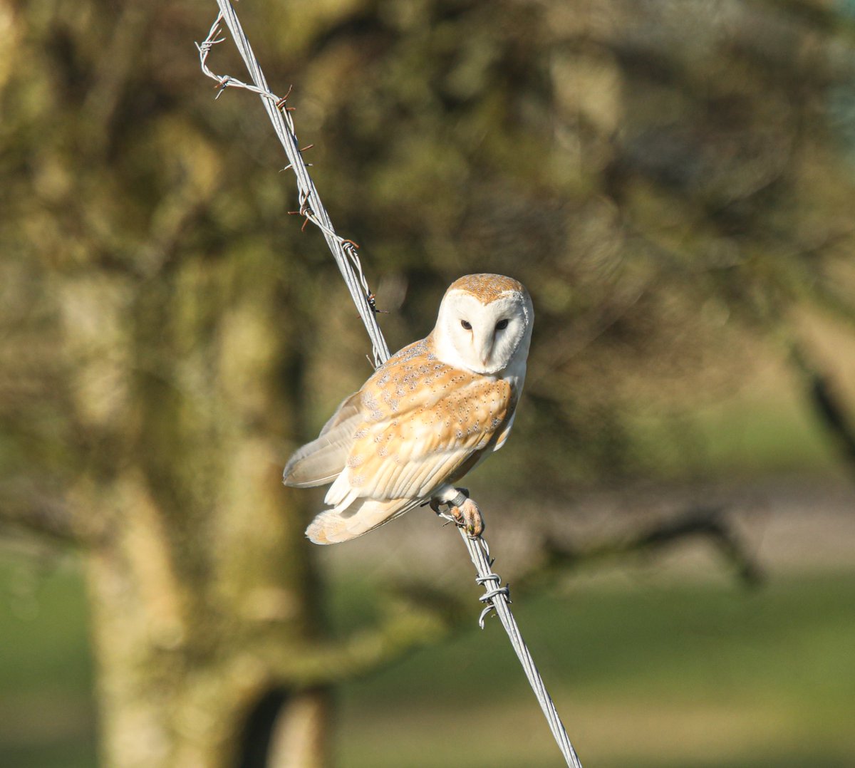 Jeff’s Wildlife Photography tweet media