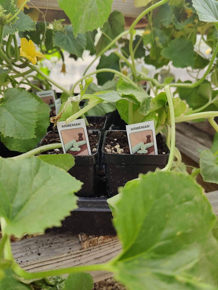 AnabelKnight99's tweet photo. Remember, if you kill all these plants, @cenkuygur won’t believe it happened.

(#GOOGLEIT ! ) https://t.co/QUQaUuuot2