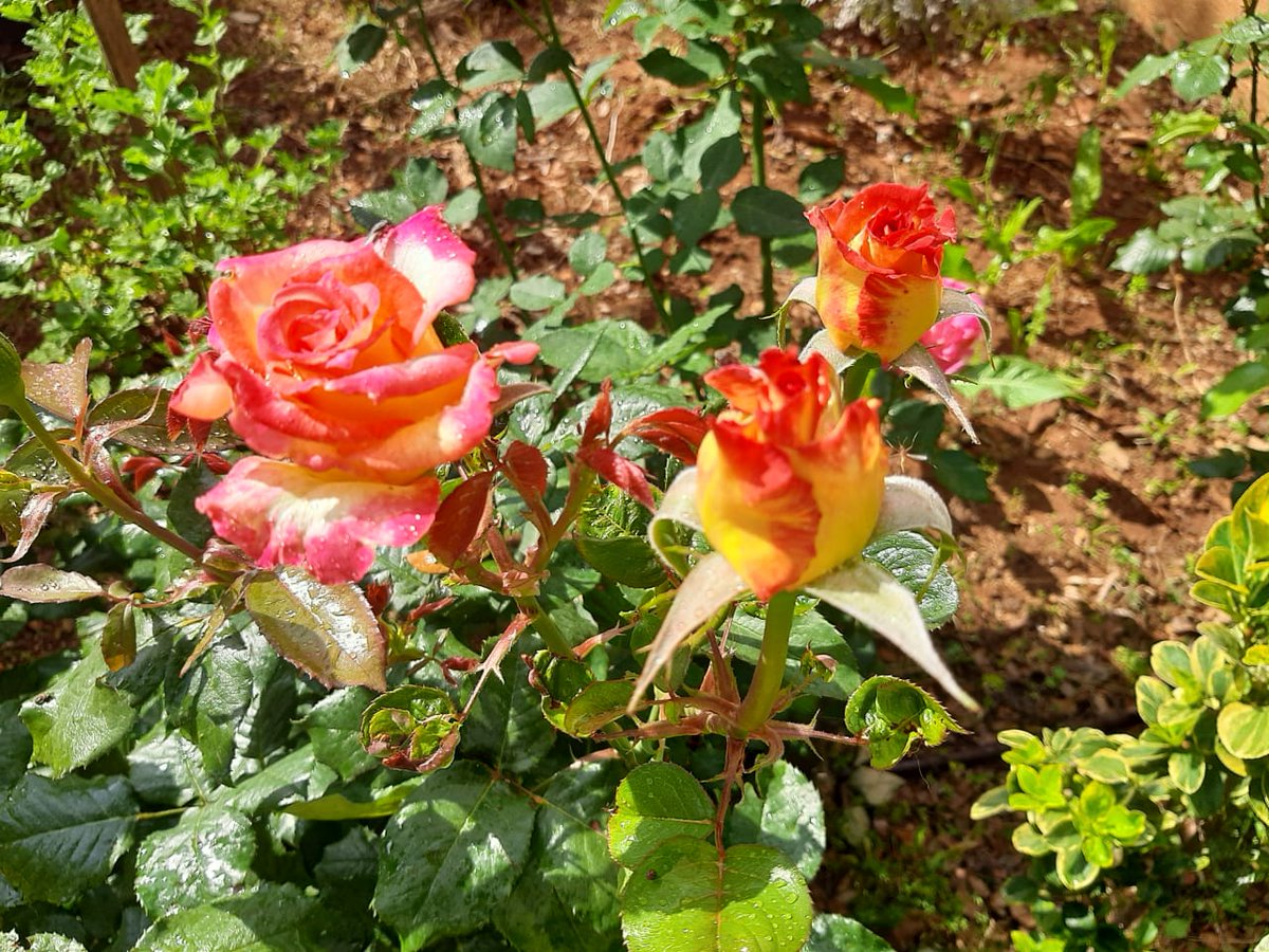 LebaneseMoms's tweet photo. https://t.co/Ymbq6Zz8f2