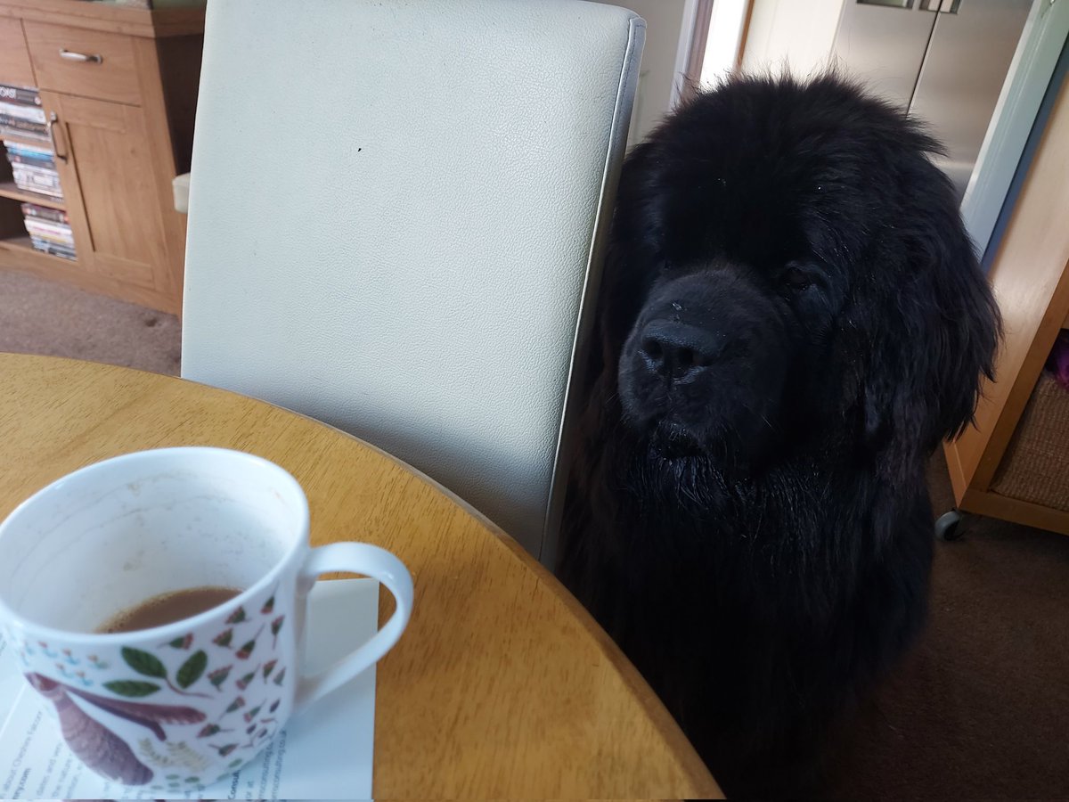 burrowingbolt's tweet photo. If you're not drinking that last bit of tea, I can help out🙄🫖🤤😋 #tea #teabelly #dogsoftwitter #teaplease #newf #newfoundland #dogs https://t.co/rarbxN7xfc