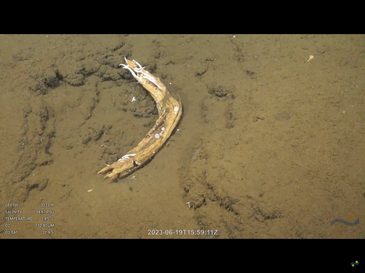 オニヌマ鍵蝦 on Twitter 