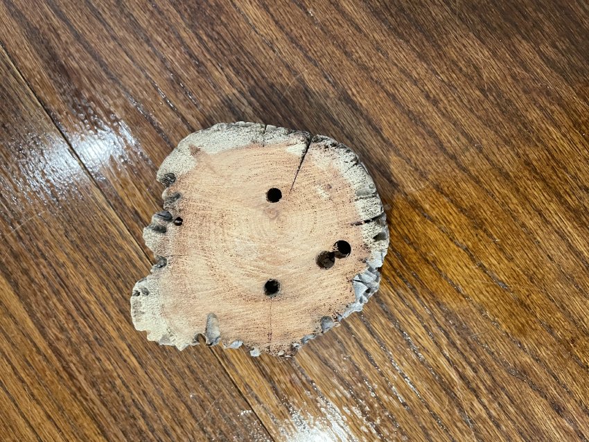 ameliamuseum's tweet photo. These unassuming wood samples in our collection may not seem like much at first glance, but that's because the most interesting part is the holes! 

For the whole story on what they're from, check out our instagram!

https://t.co/jfAqXGw5ok https://t.co/O5I4eOoMrv
