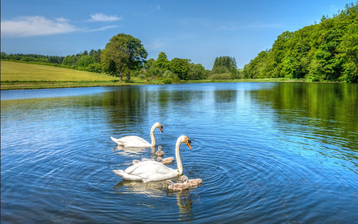 Family, Day Out...
#giftidea #Swans #goose #lake #nature #AYearForArt #BuyIntoArt #Scottish #photograghy #reflections 
10% OFF 
At
shar.es/afTWdk
shar.es/afTWZr
shar.es/afTWlD
shar.es/afTWlC
