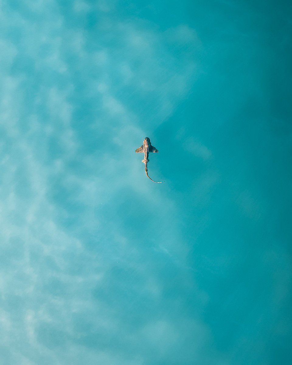 DJIGlobal's tweet photo. 🌊🐟

📸: Highfly_3r, #Skypixel https://t.co/nPpgIpGadK