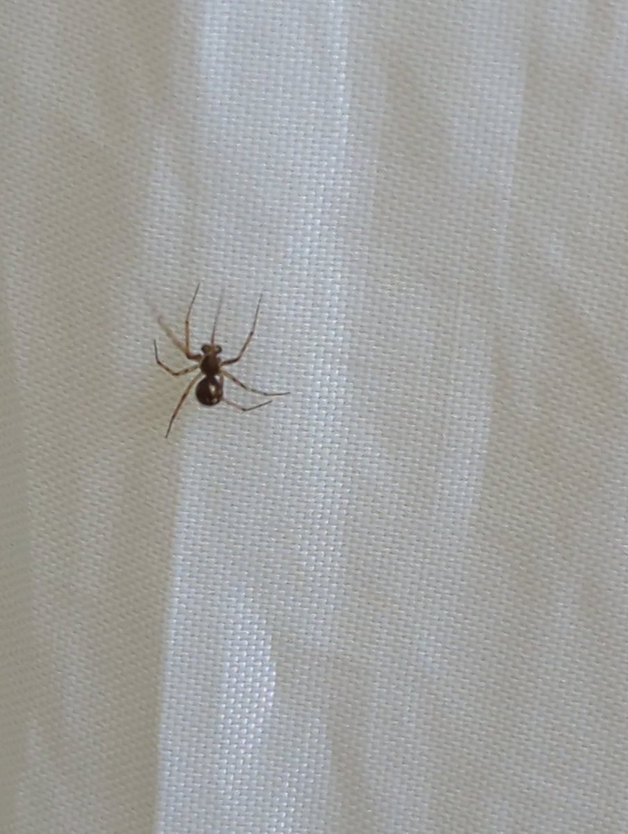 DraconisUrsa tweet media