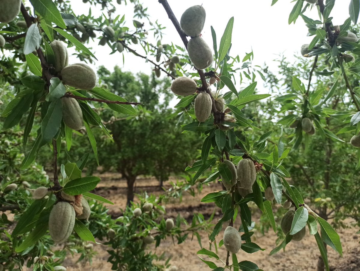 redfaragon's tweet photo. Disponible el informe sobre el estado de los #frutossecos 🥜🥜
Sube la incidencia de #manchaocre y se inicia el vuelo de la segunda generación de #anarsia
https://t.co/MF3Qjr0wnr https://t.co/d2fyYtkiJx