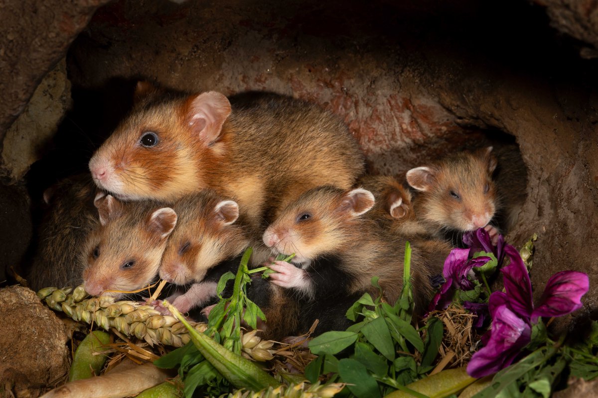 LOEWE Centre Translational Biodiversity Genomics (@loewe_tbg) on Twitter photo 🚨JOB ALERT🚨
We are hiring a researcher for #Conservation #Genomics of the Endangered Common Hamster <a href="/LOEWE_TBG/">LOEWE Centre Translational Biodiversity Genomics</a> !
Application deadline: 5 July 2023.
Learn more 👉sgn.one/wlk
Thank you for sharing! #ResearchJobs #EndangeredSpecies #PhDjobs #ScienceCareer 🚨JOB ALERT🚨
We are hiring a researcher for #Conservation #Genomics of the Endangered Common Hamster <a href="/LOEWE_TBG/">LOEWE Centre Translational Biodiversity Genomics</a> !
Application deadline: 5 July 2023.
Learn more 👉sgn.one/wlk
Thank you for sharing! #ResearchJobs #EndangeredSpecies #PhDjobs #ScienceCareer