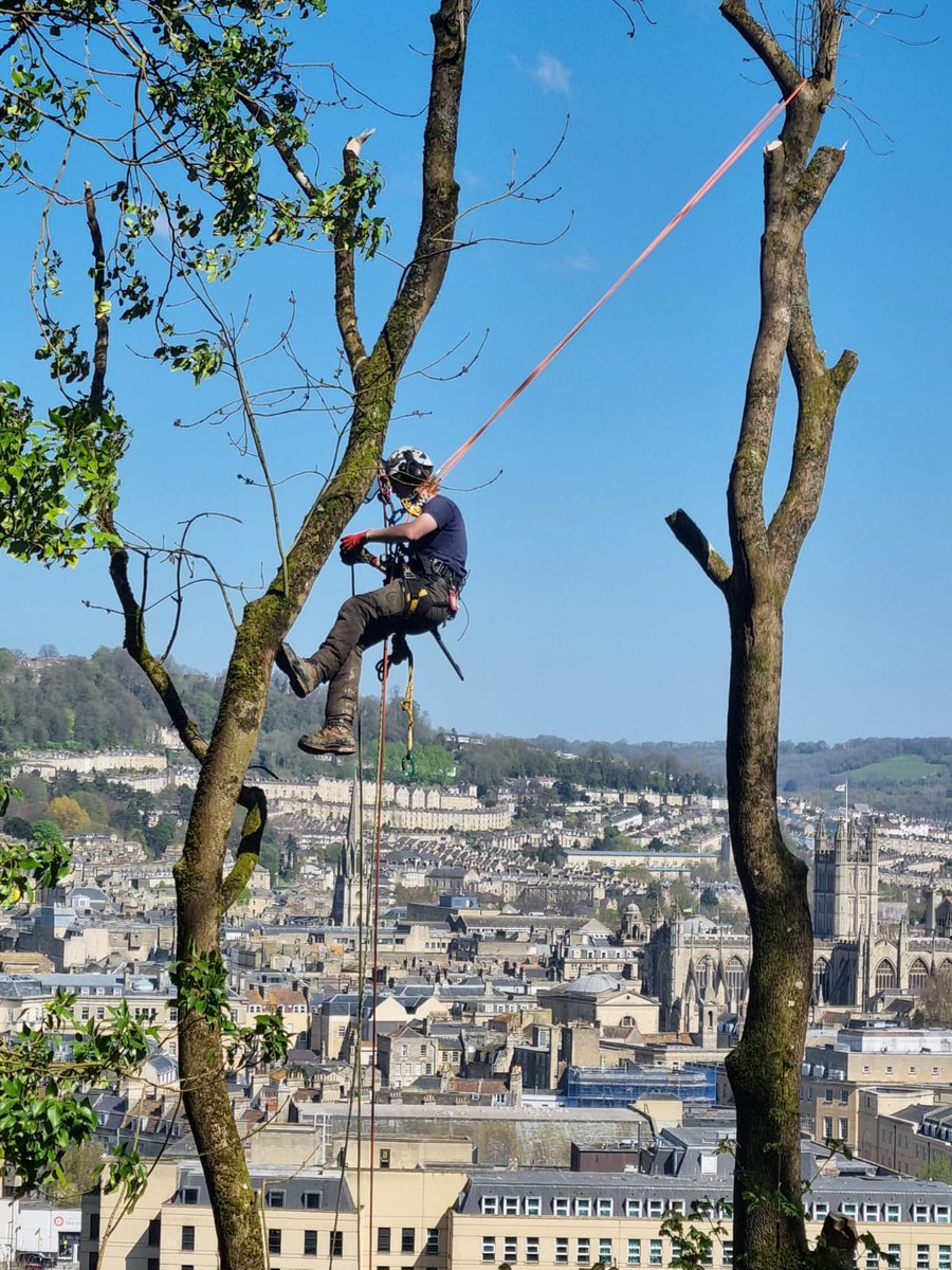 BathnesParks's tweet image. There is nothing routine about our routine tree maintenance.  What an amazing view of Bath whilst carrying out essential work to this Ash tree.

#Bath #arboriculture