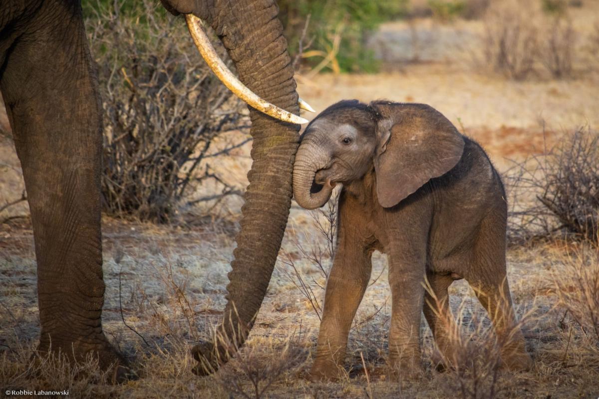 Major mammals need major gifts! <a href="/ste_kenya/">Save the Elephants</a> is looking for a Major Gifts Officer to join their mission to save elephants🐘 To find out more about this awesome role, with the best big mammals, visit: tinyurl.com/4suhkf89 #hiring #savetheelephants