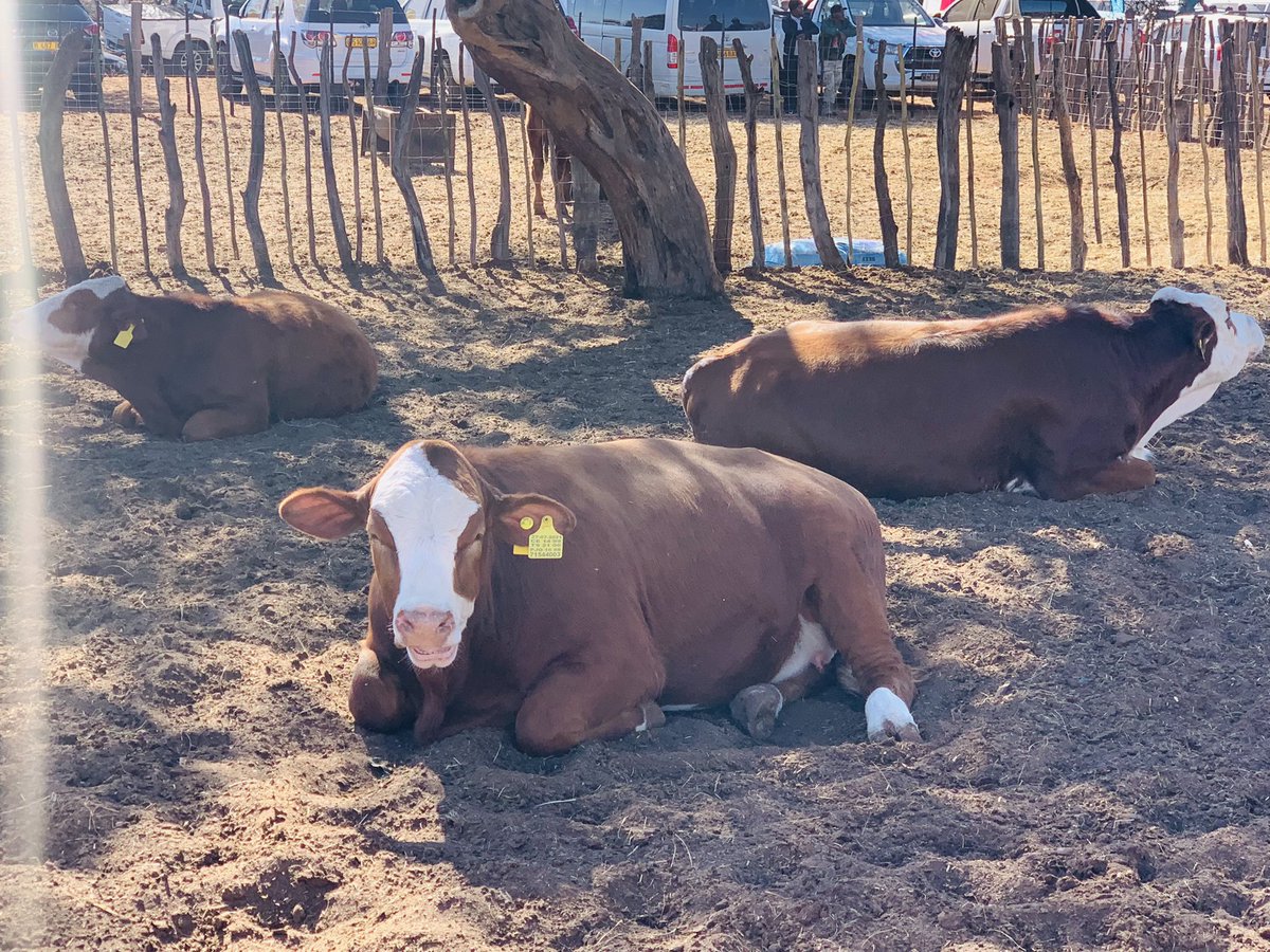 RabbieM86's tweet photo. Mookane farmers Day 2023 https://t.co/MTRjdl579L
