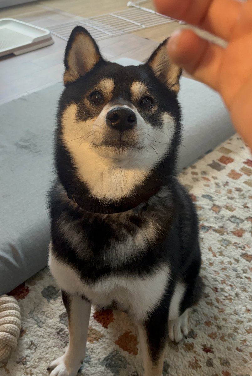 inunoku_ma's tweet photo. 最近は歯磨きを頑張ってるくま🧸

今週もよろしくお願いします！

🪥🦷🪥🦷🪥🦷🪥🦷🪥🦷🪥🦷

@KINSWITH_JP 
#kinswith 
#キンズウィズ
#デンタルジェル https://t.co/Jretob7pZJ