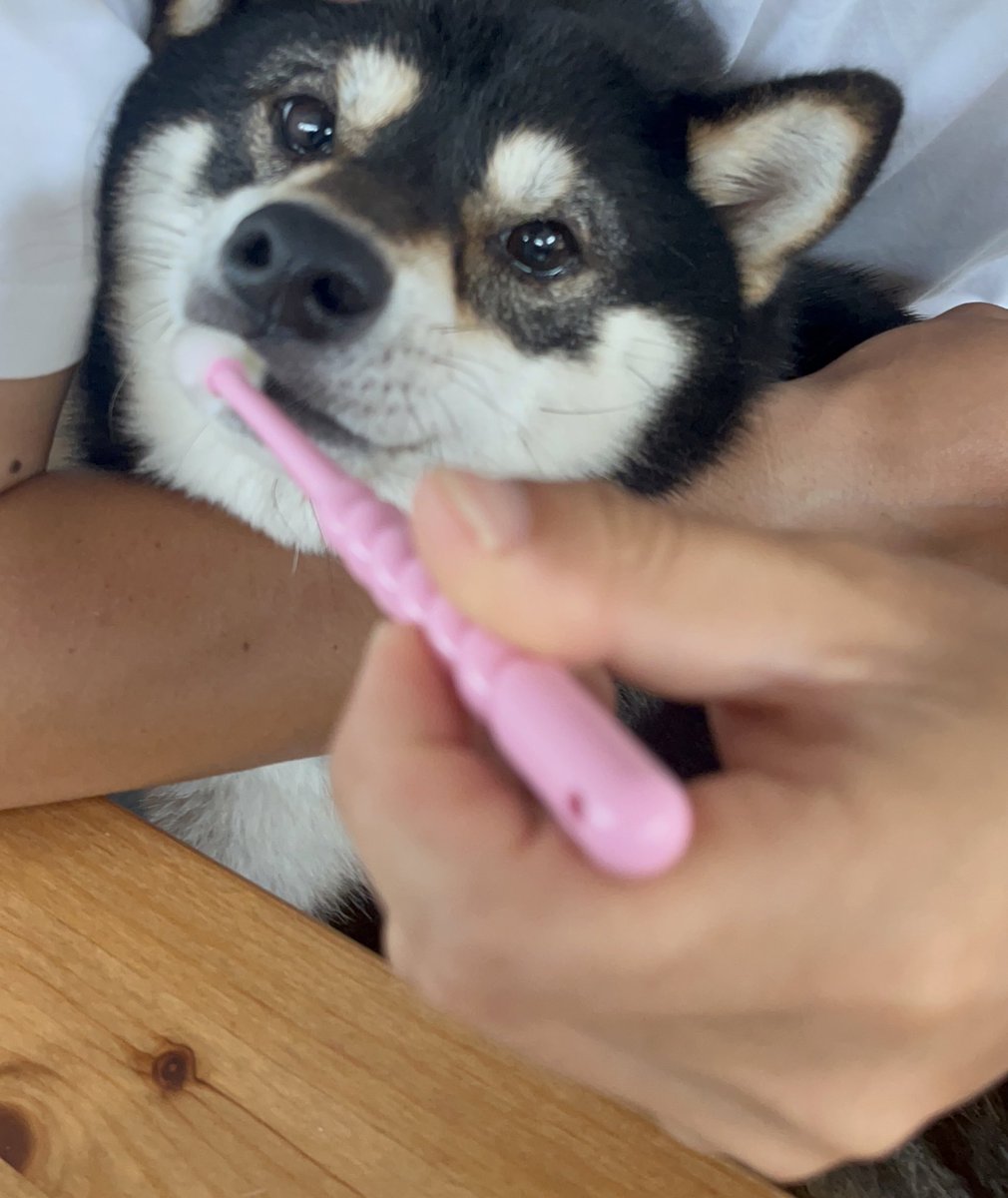 inunoku_ma's tweet photo. 最近は歯磨きを頑張ってるくま🧸

今週もよろしくお願いします！

🪥🦷🪥🦷🪥🦷🪥🦷🪥🦷🪥🦷

@KINSWITH_JP 
#kinswith 
#キンズウィズ
#デンタルジェル https://t.co/Jretob7pZJ