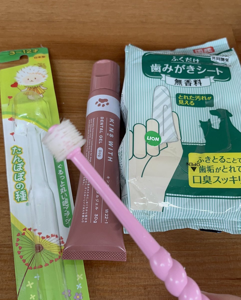 inunoku_ma's tweet photo. 最近は歯磨きを頑張ってるくま🧸

今週もよろしくお願いします！

🪥🦷🪥🦷🪥🦷🪥🦷🪥🦷🪥🦷

@KINSWITH_JP 
#kinswith 
#キンズウィズ
#デンタルジェル https://t.co/Jretob7pZJ