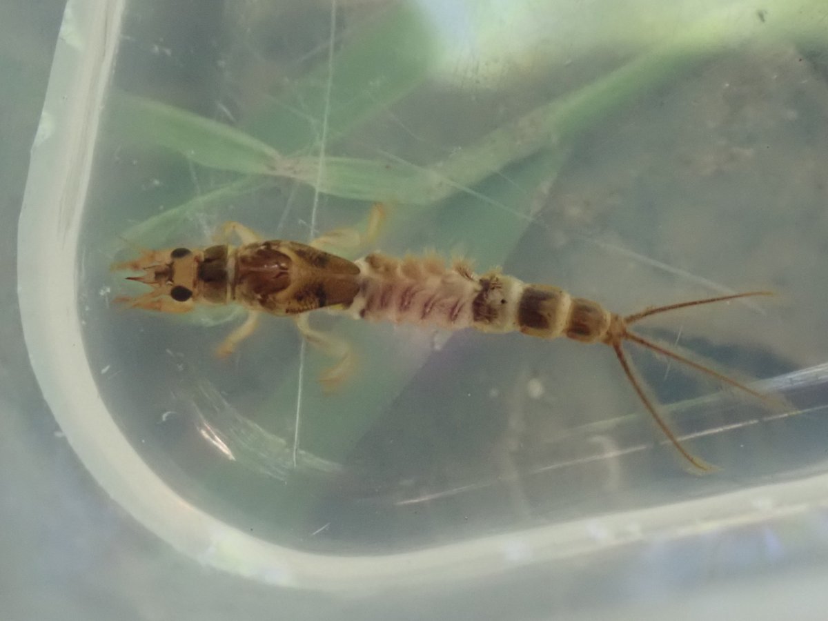 A River for all tweet media