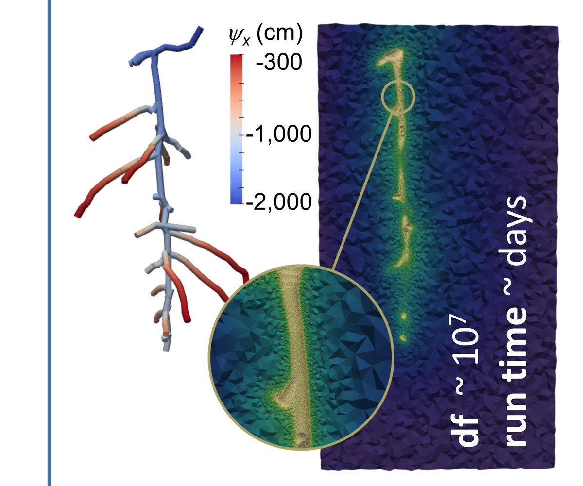fzj_ibg3's tweet photo. First benchmarking study of Schnepf et al. about root water uptake from soil using five functional-structural root architecture models: #DuMux #CPlantBox #RSWMS #OpenSimRoot and #SRI➡️https://t.co/MIvyDWIbw8 Congrats to all #IBG3 authors🥳👏👏 @MaJavx @VereeckenHarry https://t.co/3xnYcNNLOQ