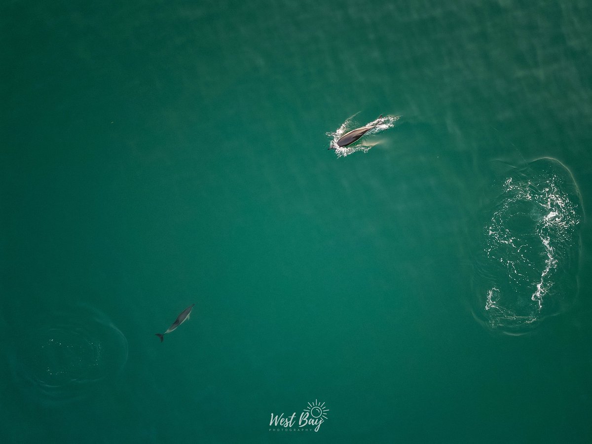 WestBayPhoto's tweet photo. So we had a few visitors at West Bay, there must have been 10-20 dolphins swimming by, close to the west pier. Turns out they are harder to photograph with the drone then I expected! 🐬🚁📸 
#westbay
#bridport
#dorset
#broadchurch
#jurassiccoast https://t.co/pEfoo8f0o5