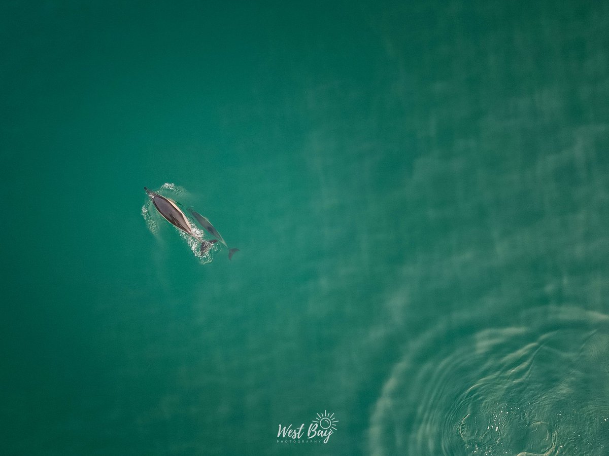 WestBayPhoto's tweet photo. So we had a few visitors at West Bay, there must have been 10-20 dolphins swimming by, close to the west pier. Turns out they are harder to photograph with the drone then I expected! 🐬🚁📸 
#westbay
#bridport
#dorset
#broadchurch
#jurassiccoast https://t.co/pEfoo8f0o5