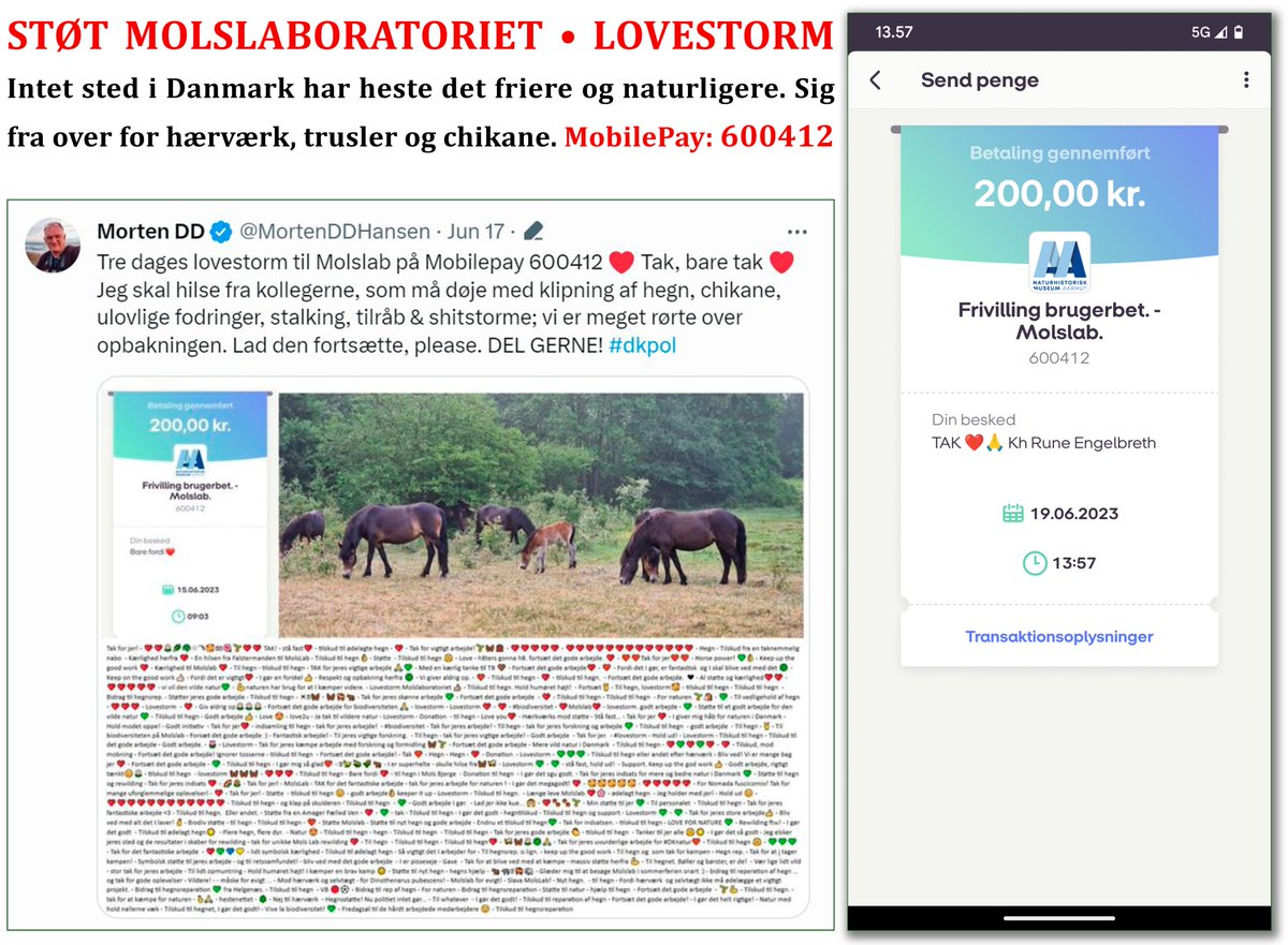 VILDHESTE stortrives på <a href="/Naturhistorisk/">Naturhistorisk Museum Aarhus</a> Museums naturarealer, men medarbejdere chikaneres og trues, og projektet udsættes for groft hærværk. STØT Molslaboratoriet og vildere natur i Danmark 🐎🦋🌼🐝🌳🐾🪲  MobilePay 600412. DEL gerne #dkpol #dknatur #biodiversitet