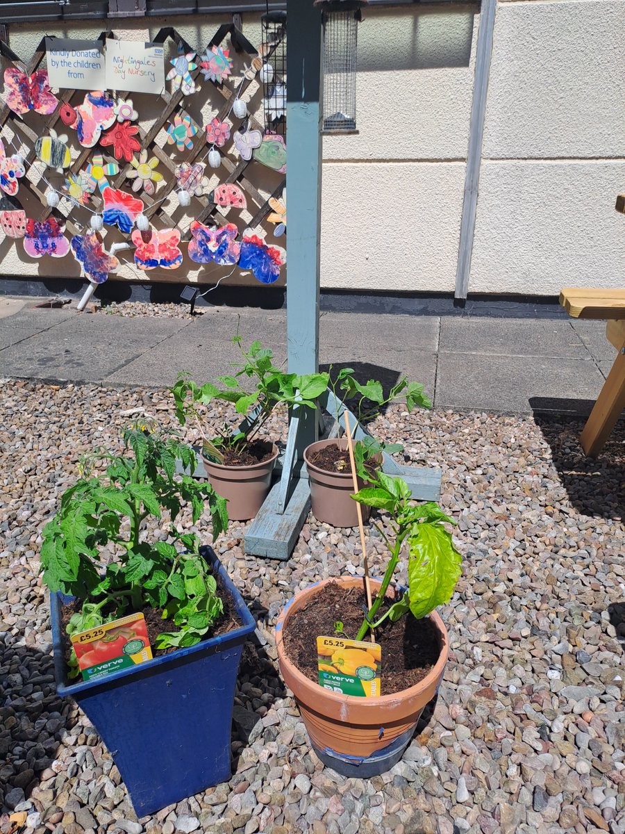 Therapy Admin Courtyard 🦋🌻

The courtyard is in full bloom and the fruits, veggies and herbs are now in. 

#ourhappyplace