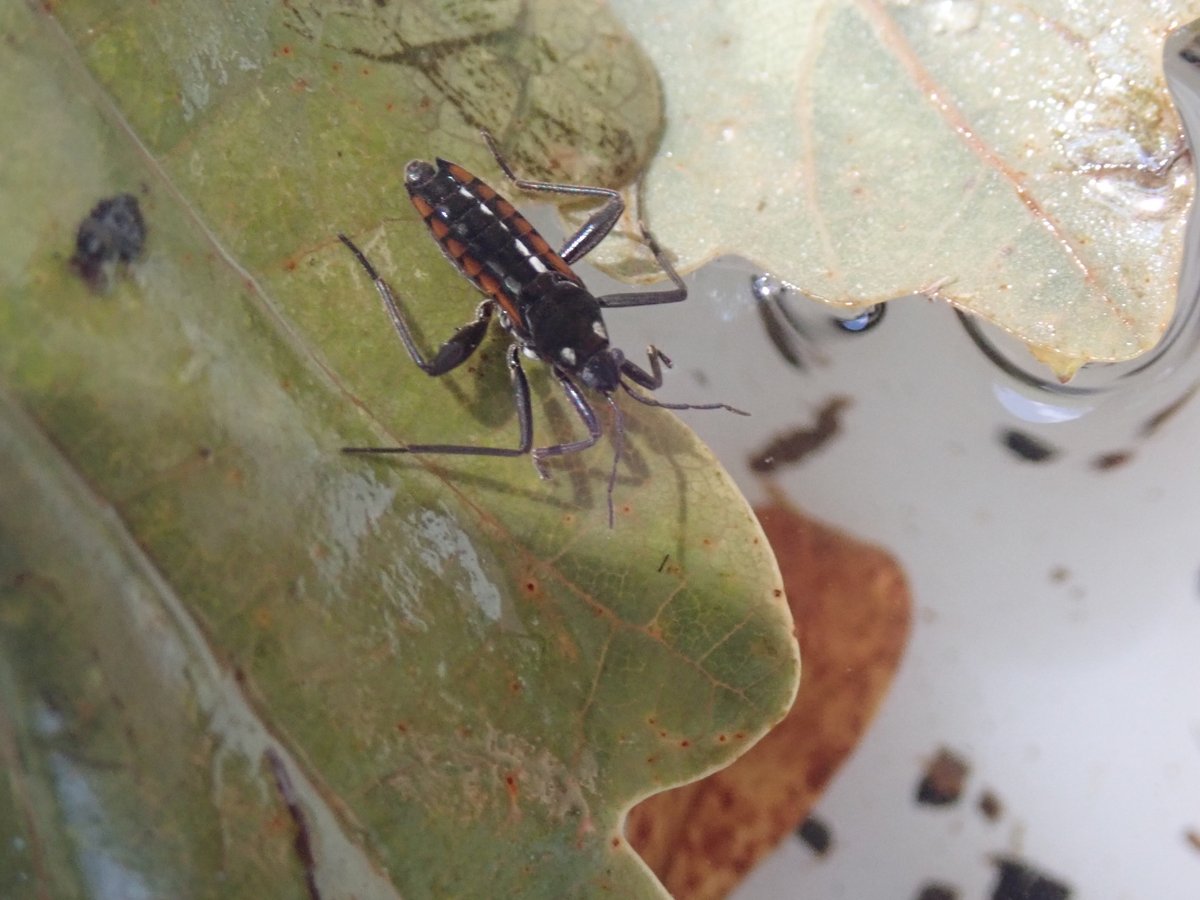 A River for all tweet media