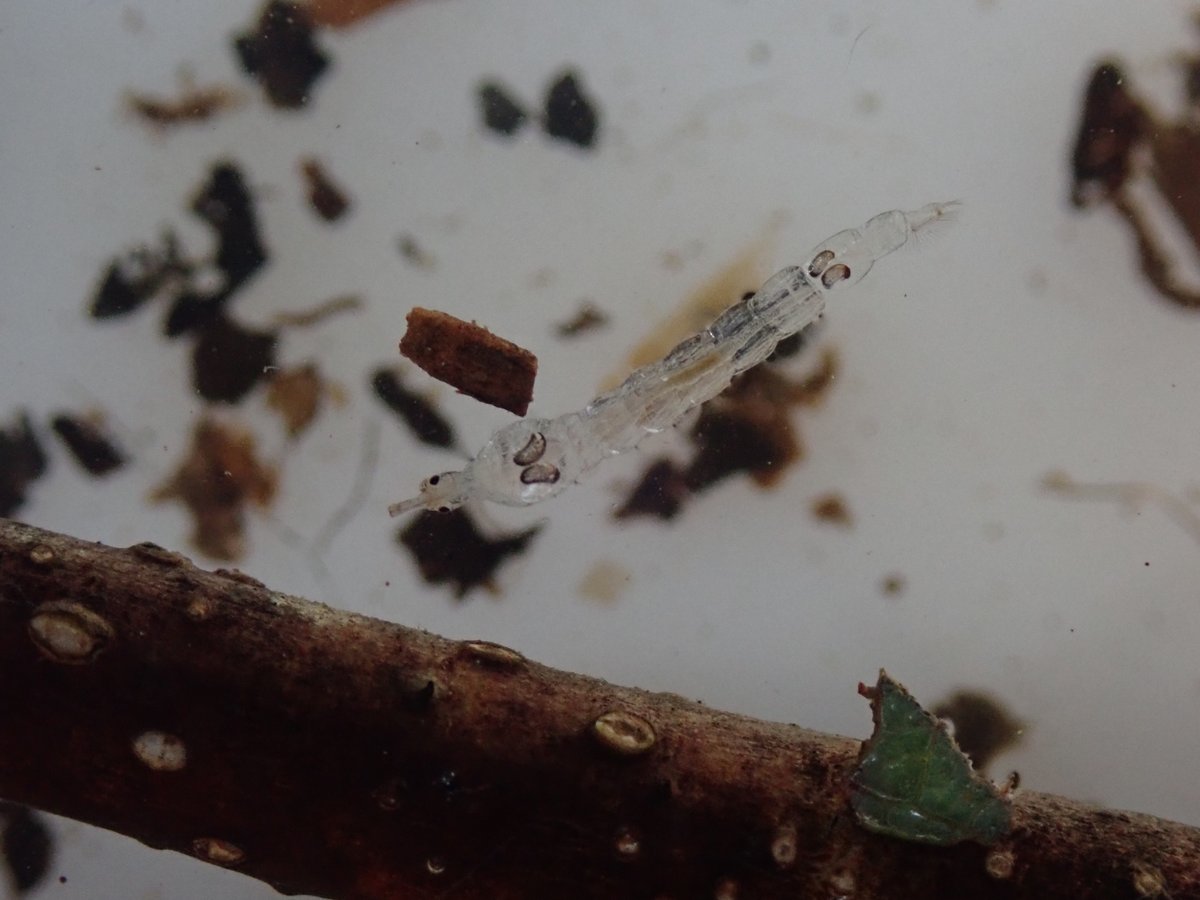 Pond dipping/kick sampling at Shoni's pond last week with <a href="/NaturePonty/">NATURponty</a> Ephemera danica mayfly nymph, Baby bullhead fish, Velia Sauli Water cricket, Chaoborus sp. Glass worm 🧐