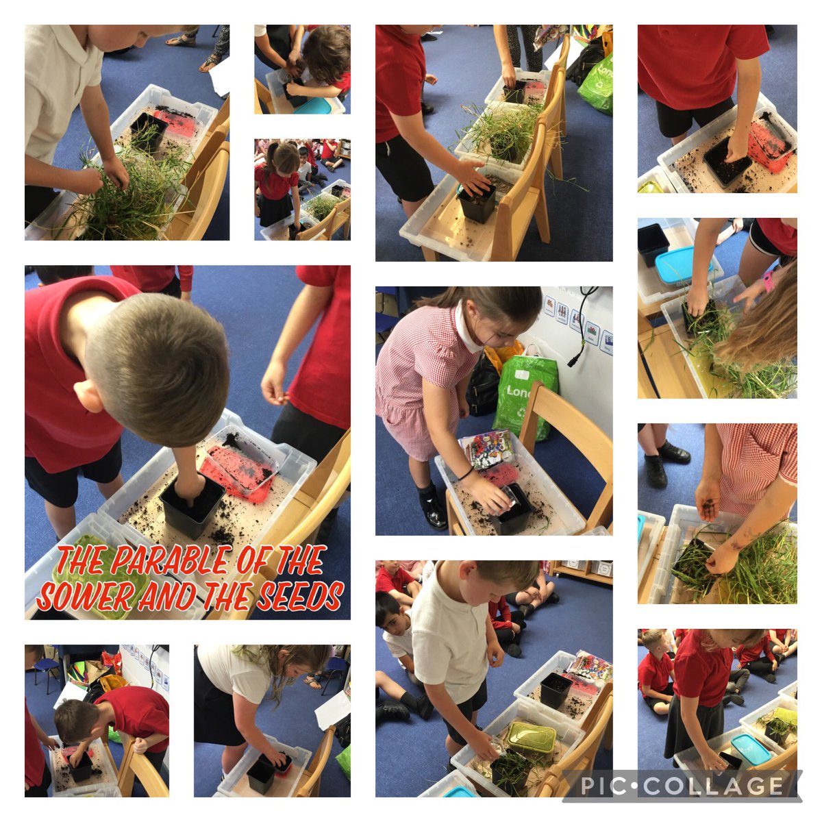Chestnut class have been learning about the parable of the Sower and the seeds. They have planted seeds amongst rocks, weeds and soil and will wait to find out which pot grows the best flowers. <a href="/MillbrookP/">Millbrook Primary</a> #proudtobemillbrook 🌼🌷🌾