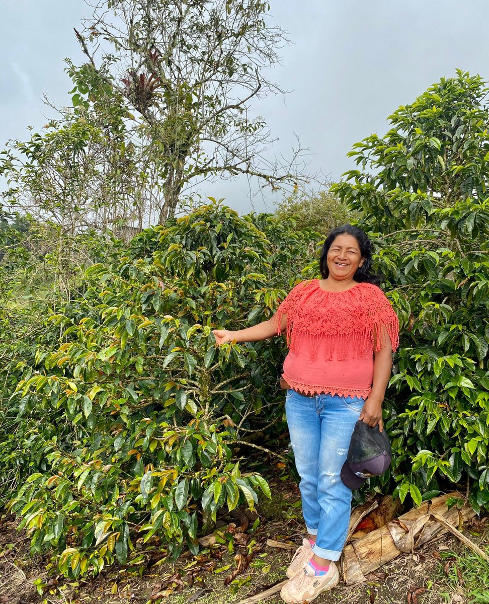 Lineida Calambas at her Finca El Mirador in the Cauca region of Colombia.

We're proud to offer Caturra Washed from Lineida's Finca El Mirador, available in-store at Schwarze-Hamburg! Click the link to learn more.
bit.ly/43GxIiG