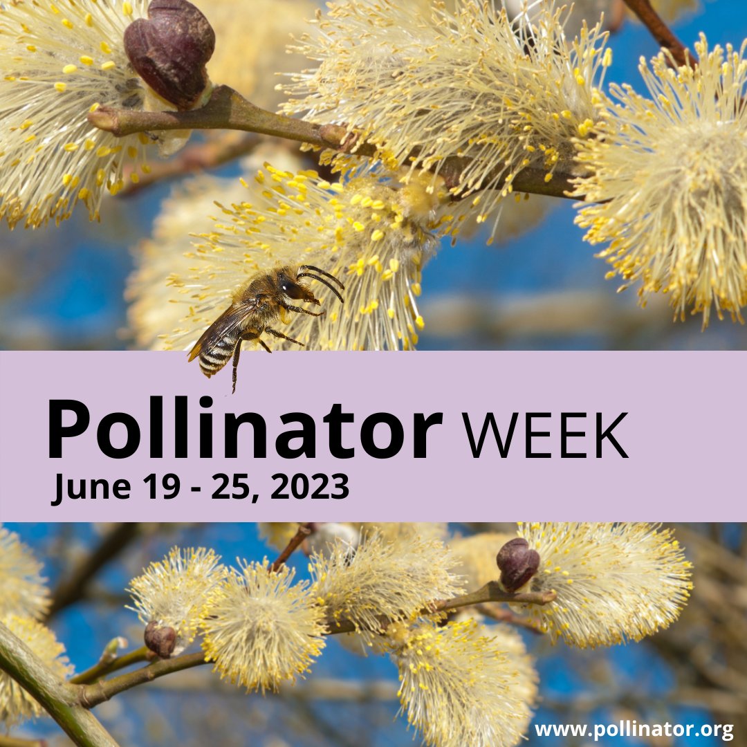 CleanValley's tweet image. It’s #pollinatorweek! Did you know that pollinators like bees, butterflies, and bats provide 1 out of 3 bites of food we eat? Say thanks by planting native plants, supporting local farmers, and educating others about the importance of pollinators!
conta.cc/3NwdfHE