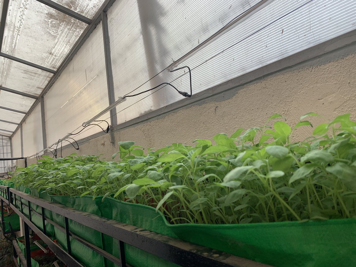 Srinivasuluns's tweet photo. Next project … Growing greens in Greenhouse with solar powered LED grow lights…still needs some more light intensity and duration adjustments! https://t.co/xDYT9MJ28A