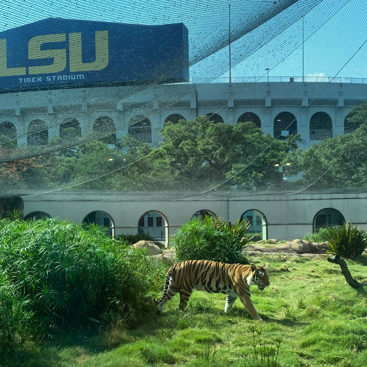 Good day to be a Tiger! Sending good vibes to @LSUbaseball Geaux Tigers! @SEC #cwsomaha #mcws