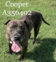 psychicwhisper3's tweet image. 🌎🐾COOPER🥰Male 3 Yrs HW+💔
Loves &amp;amp; Adores People, Gr8 on Leash
Leans In For Pets &amp;amp;😚Hes Good With
O/🐕🐩Does Keep To Himself💕
#CorpusChristiTX Have His Day Booked
🔖6/23 Noon🔖#A356068 Please
#Pledge4RESQ Contact:
📧ccacsrescues@cctexas.com
☎️361-826-4630  
#SaveCOOPER 🛟🏃‍♀️🔥