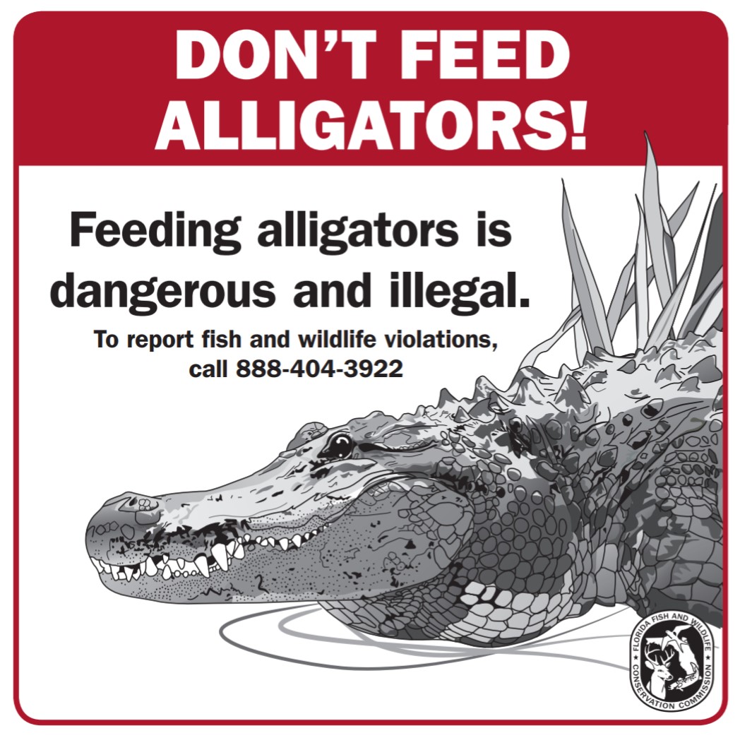 Alligator safety tip: Never feed alligators – it’s dangerous and illegal #Florida ow.ly/GuF250Na5Yx