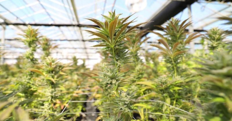 Farming Future Food tweet media