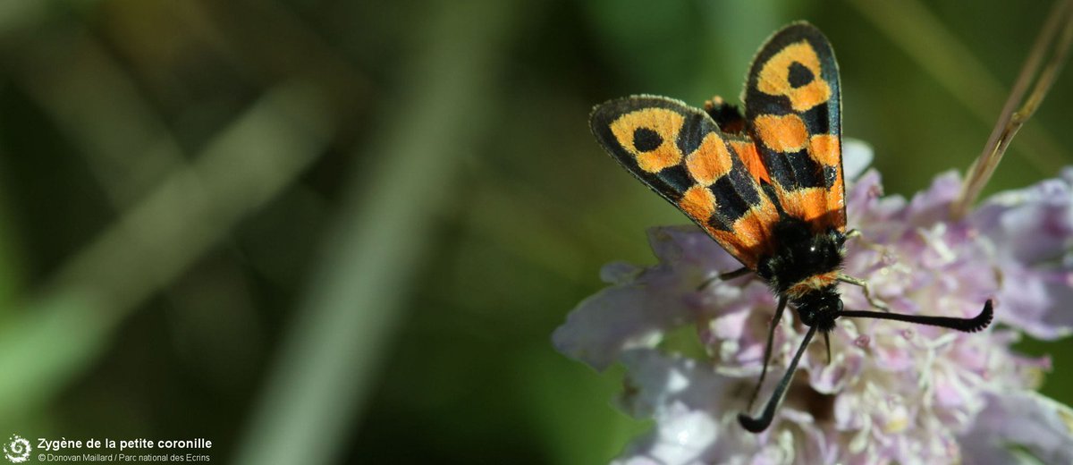 Le Parc national des Écrins #recrute un·e développeur·euse-mainteneur·euse web et base de données #GeoNature. #Opensource #Biodiversité #Python #Flask #Angular #PostgreSQL #PostGIS ecrins-parcnational.fr/contrat-projet…