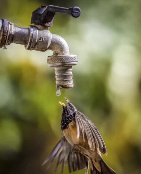 ____YLD's tweet image. En cette période de forte chaleur, ne les oublions pas!!
Boulèn di fatté mala yi!!