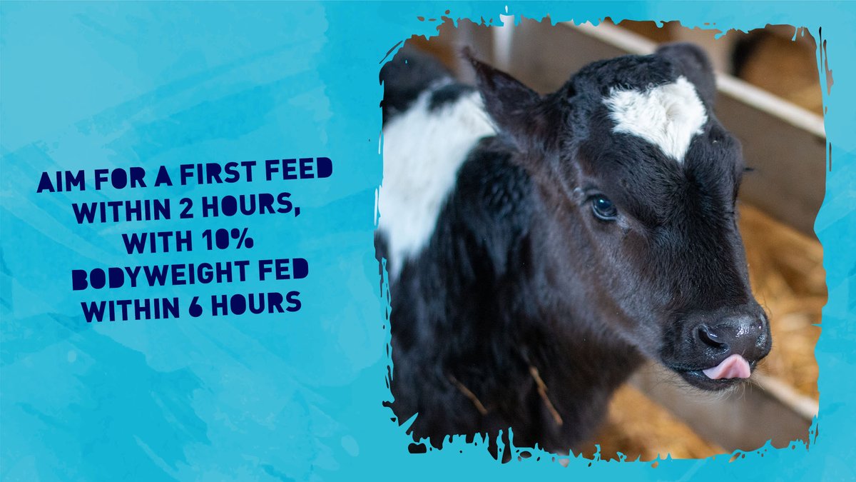 CALFMATTERS tweet media