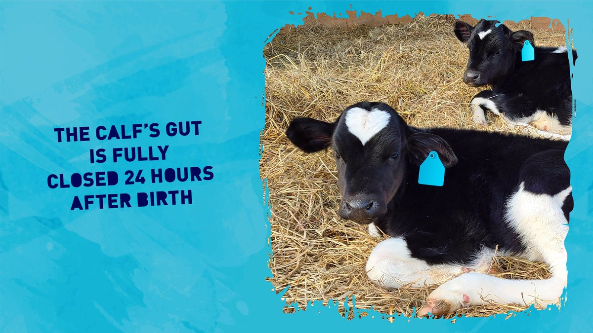 CALFMATTERS tweet media