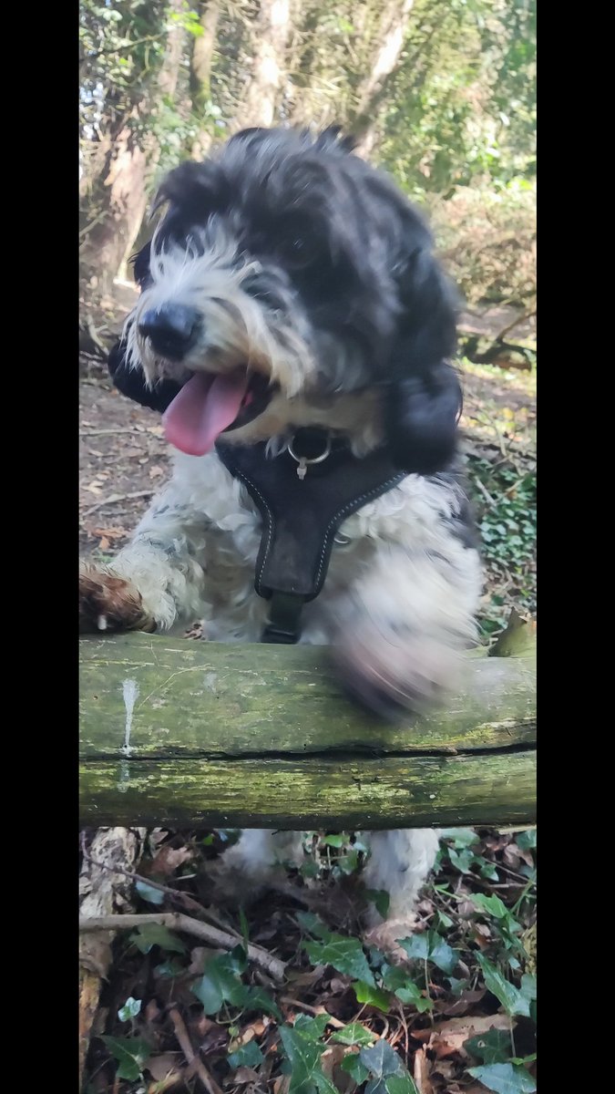 hounds_walker's tweet photo. Hello everyone 👋 Have you missed me 😁 @barksintheparks #dogsoftwitter #dogsofinstagram #Dogs #dogsarelove #WorldSaunteringDay #NationalTakeYourCattoWorkDay https://t.co/WwU70fkYEM