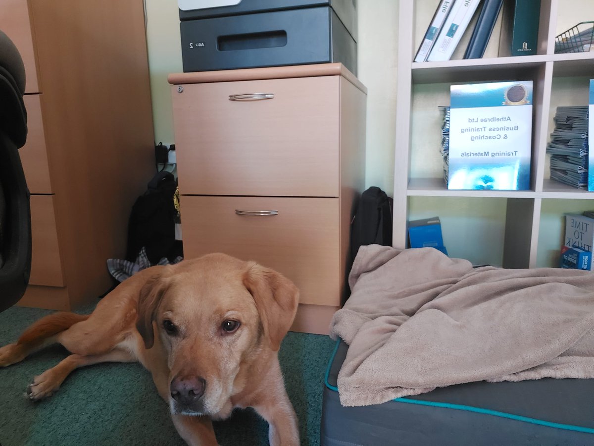 LivingtheLabli1's tweet photo. I've a day out,  back in the @AthelbraeLtd office.  Being fed snacks, watching the birds in the garden and refusing to use my squishy bed. Mum says I'm looking grey round the chops! Obviously she's not looked in a mirror recently 🙄 #rood https://t.co/uP83zidLDN