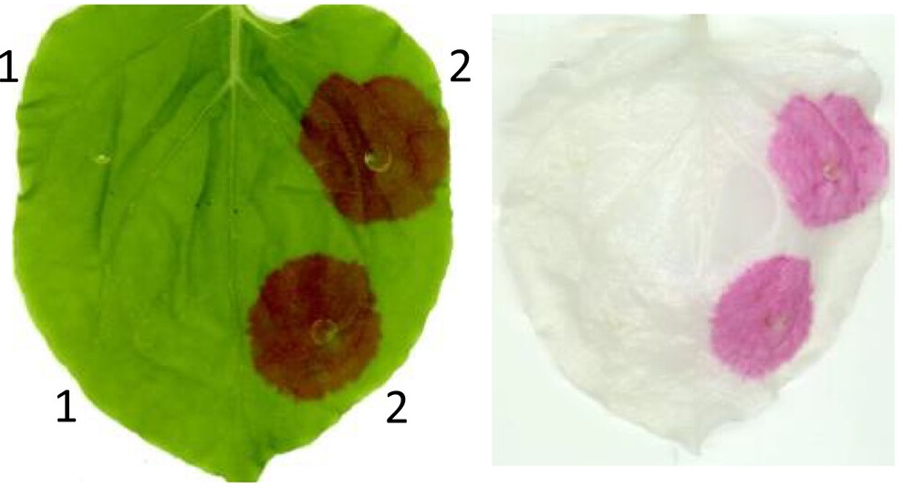 aribidopsis's tweet photo. A split GAL4 RUBY assay for visual in planta detection of protein–protein interactions @ThePlantJournal 

Another great example of @YundeZhao's RUBY reporter.  Direct in planta visualization of protein-protein interaction without microscope. 

https://t.co/zgRKHkZD8B https://t.co/0pucy9IPGk