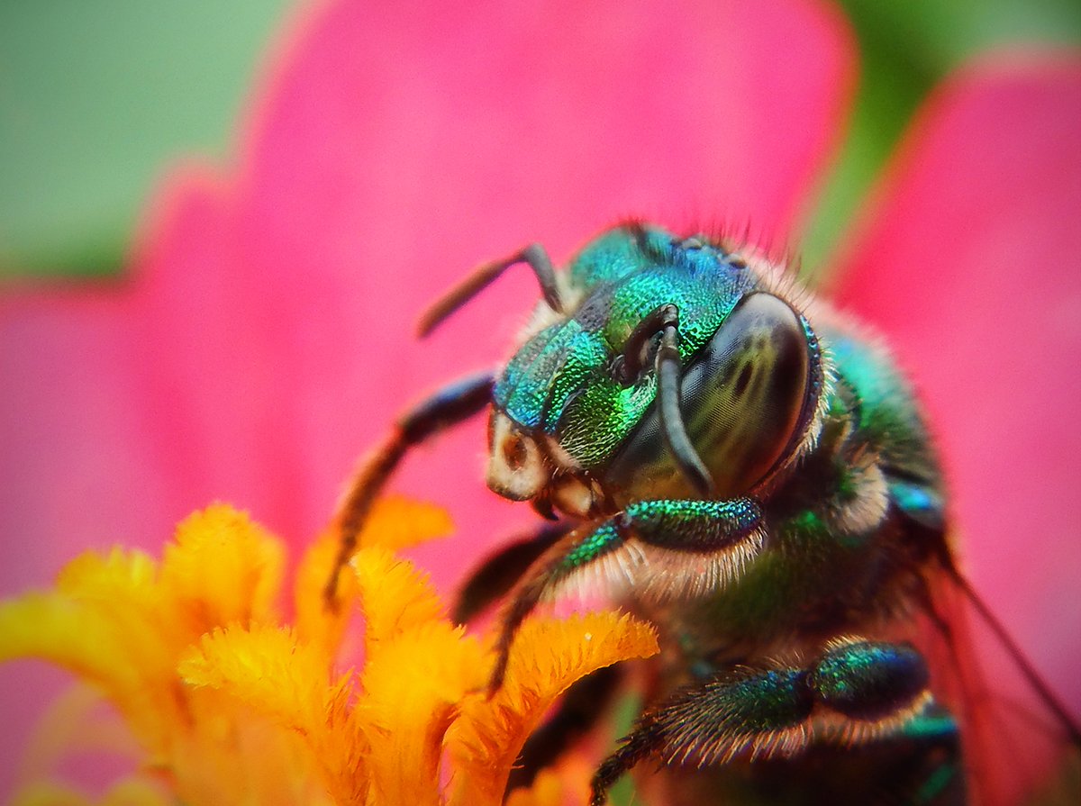 OrangeCoFL's tweet photo. This year, we're celebrating National #PollinatorsWeek from June 19-25! #DYK, pollinators like bees and butterflies contribute to ecosystem health and #sustainable food supply? Help our local pollinators by planting native plants, supporting #localfarmers & avoiding insecticides. https://t.co/mZzGwbh7hF