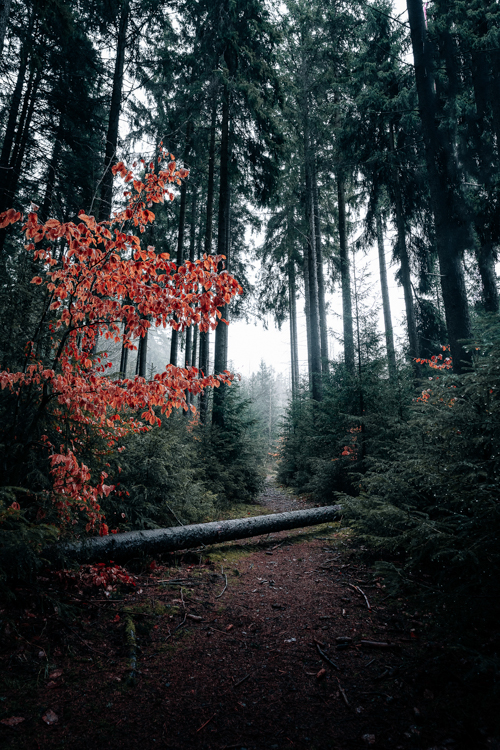 Auch wenn die Tage immer sonniger und wärmer werden, so gibt es auch den ein oder anderen Regentag. Dies sollte jedoch keinen Grund sein nach draußen zu gehen. So ging es an so einem Tag auch für Christiane Hube und das 24mm F1,4 DG DN | Art in den Wald.

blog.sigma-foto.de/2023/06/eine-v…